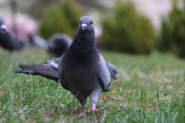 pigeon on the grass