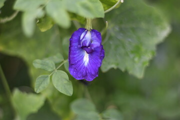 flower on green background