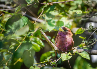 Broad-billed roller, Eurystomus glaucurus. Portrait