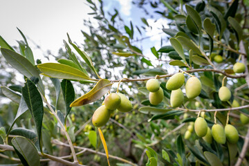Close-up of green olives on the branch of an olive tree in Belvedere Fogliense in the Marche region of Italy