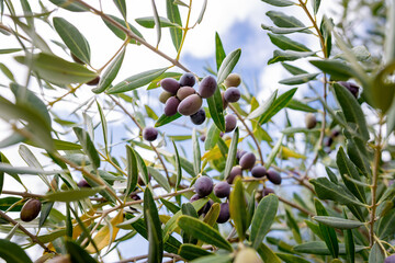 Close-up of black olives on the branch of an olive tree in Belvedere Fogliense in the Marche region...
