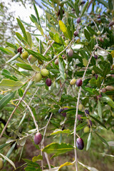 Close-up of green and black olives on the branch of an olive tree in Belvedere Fogliense in the...
