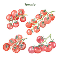 Tomato, vegetables, watercolor illustration 