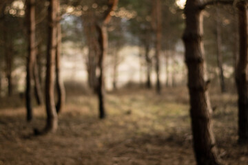 Dark mist pine forest at summer