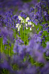 White bluebells growing among bluebells in deciduous woodland, Newbury, Berkshire, England, United Kingdom, Europe