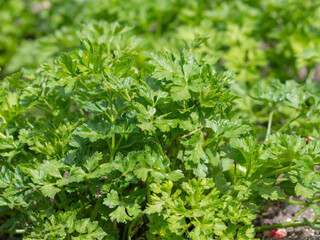 Parsley grows on a bed in the garden. Close-up of natural green parsley leaves in natural conditions
