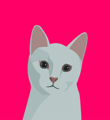 cute white cat portrait on pink background