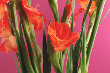 Closeup of red gladiolus flowers on crimson background. Bright floral greeting card, soft selective focus.