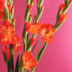 Holiday square greeting card with red blooming flowers on crimson background with copy space.