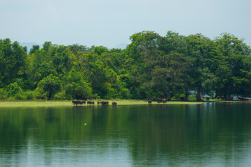 Fototapeta na wymiar Wild elephants by the pond