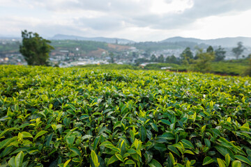 Fototapeta na wymiar field of tea from sri lanka