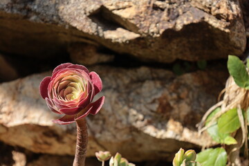 Pals Spain July 2022 flower head of red yellow Aeonium Arboreum succulent in front of rustic stone formation in natural sunlight