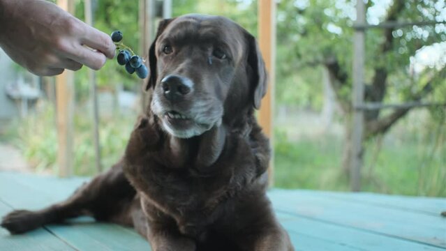 brown labrador dog is eating a grape on the garden terrace