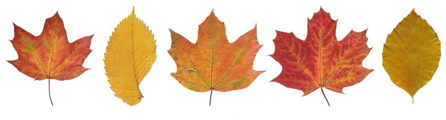 Set of autumn leaves isolated on white background. High resolution. Clipping Path. Full depth of field. 