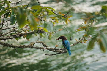 kingfisher on branch