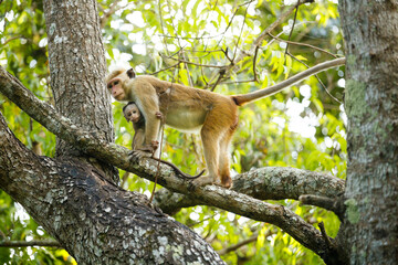 Monkey holding her baby macaque 