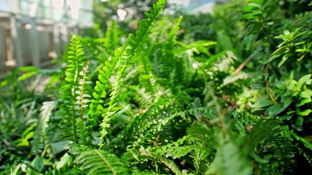 Green plant nature tree forest jungle sun fresh sun leaf