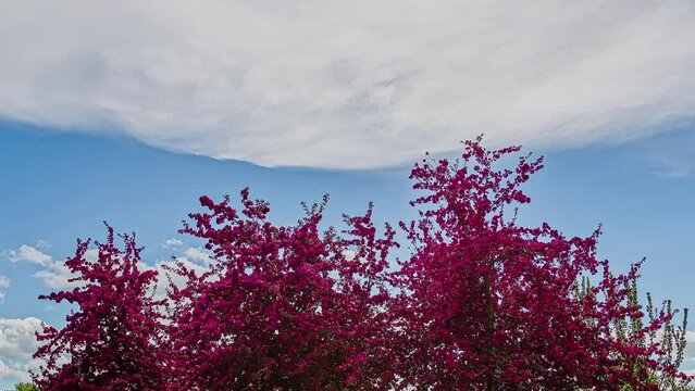 Time lapse of Lagerstroemia indica or crape myrtle treetop and clouds moving in the sky