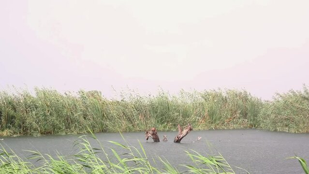 Rain and wind  on the wetland. Clot del Galvany, Elche