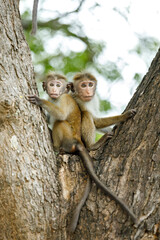 mother and baby macaque