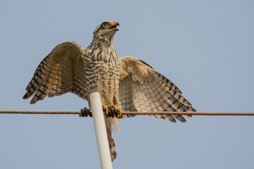Roadside Hawk (Rupornis magnirostris) perched on wire and vocalizing