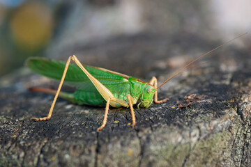 Grasshopper in the grass- close up view...
