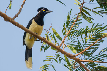 Plush-crested Jay (Cyanocorax chrysops) on the branch
