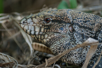 Black-and-white Tegu in the grassfield 