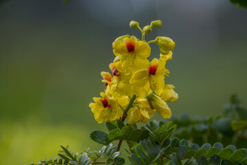 Flowers of Brazilwood tree (Paubrasilia echinata)
