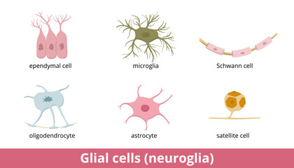 Fototapeta na wymiar Glial cells (neuroglia). Six types of gliocytes in the central and the peripheral nervous system: oligodendrocyte, astrocyte, ependymal cell, microglia, Schwann and satellite cell.
