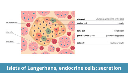Islets of Langerhans, endocrine cells: secretion.	Endocrine cells (alpha, beta, delta, PP or gamma, epsilon) of islets and their secretion function:  glucagon, insulin and amylin, somatostatin - obrazy, fototapety, plakaty