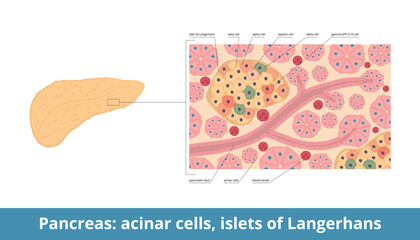 Islets of Langerhans. Pancreatic islets contain endocrine cells: alpha, beta, delta, PP or gamma, epsilon cells. Pancreas histology (tissue) with islets and acinar cells.