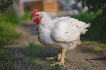 Chicken broiler. Poultry farm. White chicken walkinng in a farm garden. SDOF 