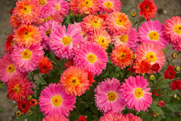 Fototapeta premium Flowers garden chrysanthemums. Chrysanthemums in the garden.pink with a yellow center