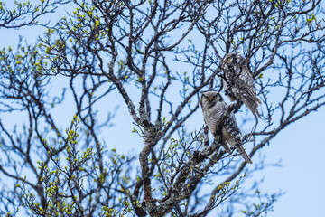 Northern hawk-owl (Surnia ulula)