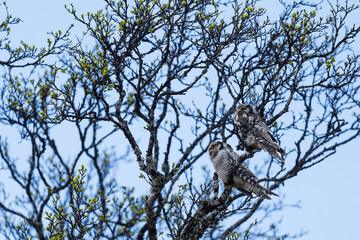 Northern hawk-owl (Surnia ulula)