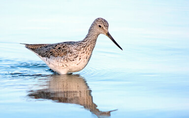 A Greenshank - Tringa nebularia, Crete