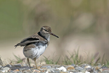 Common Sandpiper (Actitis hypoleucos) Crete, Greece
