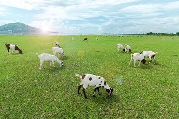 A small herd of goats crawling on a meadow
