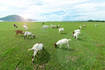 A small herd of goats crawling on a meadow