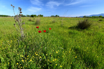 Landscape with poppies in the Nestos Delta, Greece // Landschaft mit Klatschmohn im Nestos-Delta, Griechenland