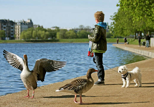 Gray geese and a boy with a small dog on the lake in city.