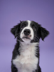 funny puppy on purple background. Border collie dog 