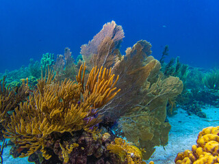 Caribbean coral garden