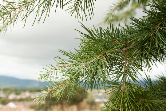 himalayan cedar on a cloudy day. cedrus deodara, pinaceae