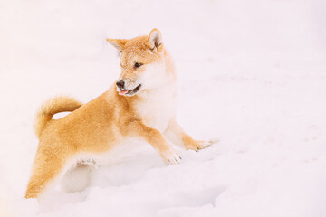Shiba Inu Playfully Through Snowdrifts. Curious Young Japanese Small Size Shiba Inu Dog Play Outdoor In Snow, Snowdrift At Sunny Winter Day. Copy Space, Copyspace.