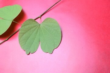 Indian Festival Dussehra, showing golden leaf and flowers with traditional diya on red background....