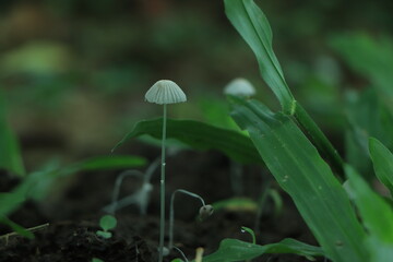Beautiful horizontal closeup of a tiny mushroom growing on tee trunk with green moss and dark bokeh forest background. Macro of mushroom in autumn forest scene.