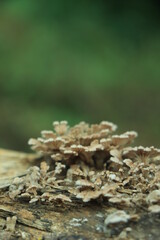 Beautiful closeup of forest mushrooms. Gathering mushrooms. Mushrooms photo, forest photo, forest background
