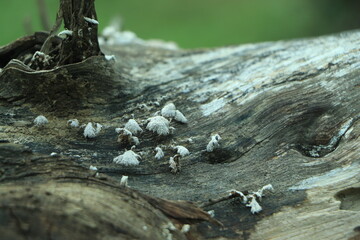 Beautiful horizontal closeup of a tiny mushroom growing on tee trunk with green moss and dark bokeh forest background. Macro of mushroom in autumn forest scene.
